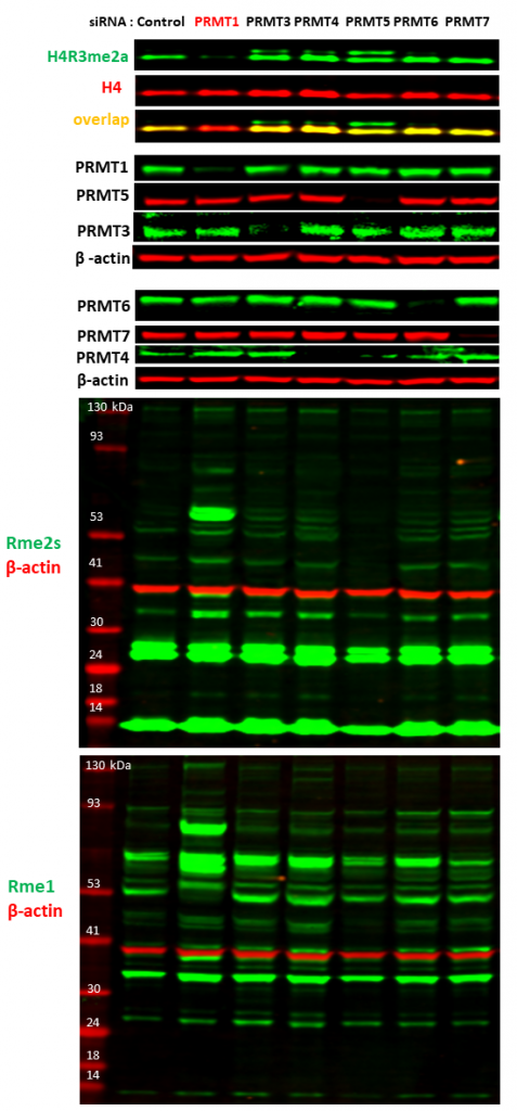 Prmt Cellular Assay Openlabnotebooks Org