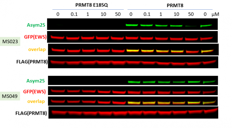 Prmt Cellular Assay Openlabnotebooks Org