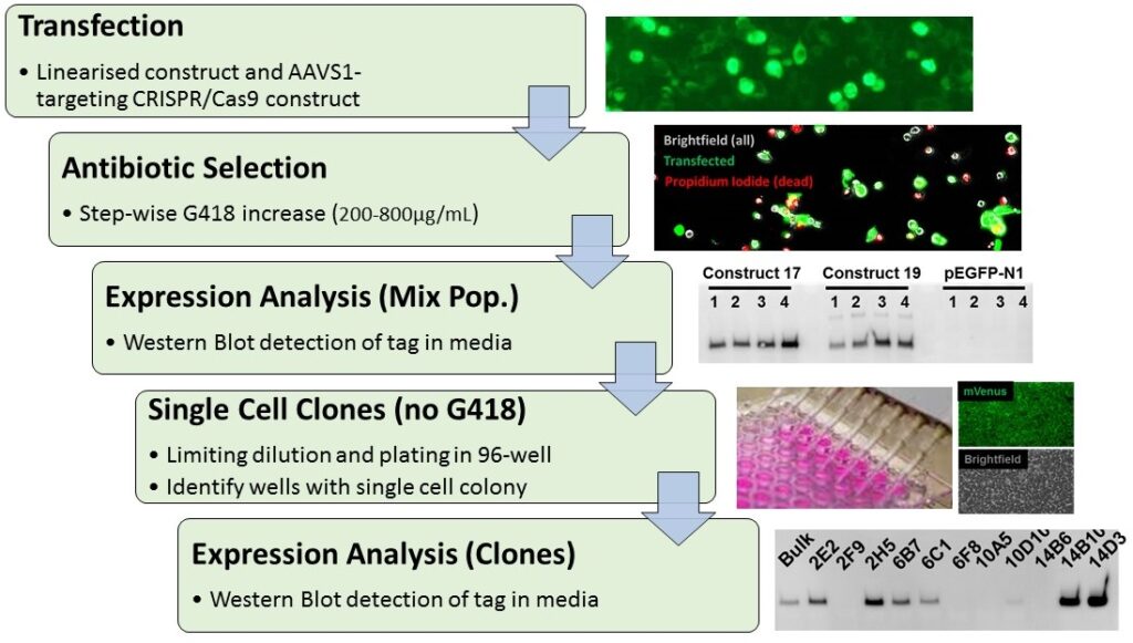 Generation Of Stable Mammalian Cell Lines For The Expression Of