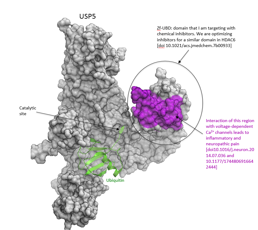 Usp5 Roles Project Overview: Development of Chemical Probes Against USP5 Zf-UBD ...
