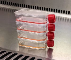 A stack of flasks containing DIPG spheroids in suspension - the number of cells increases from top to bottom and is reflected in the colour change of the growth medium from pink to yellow