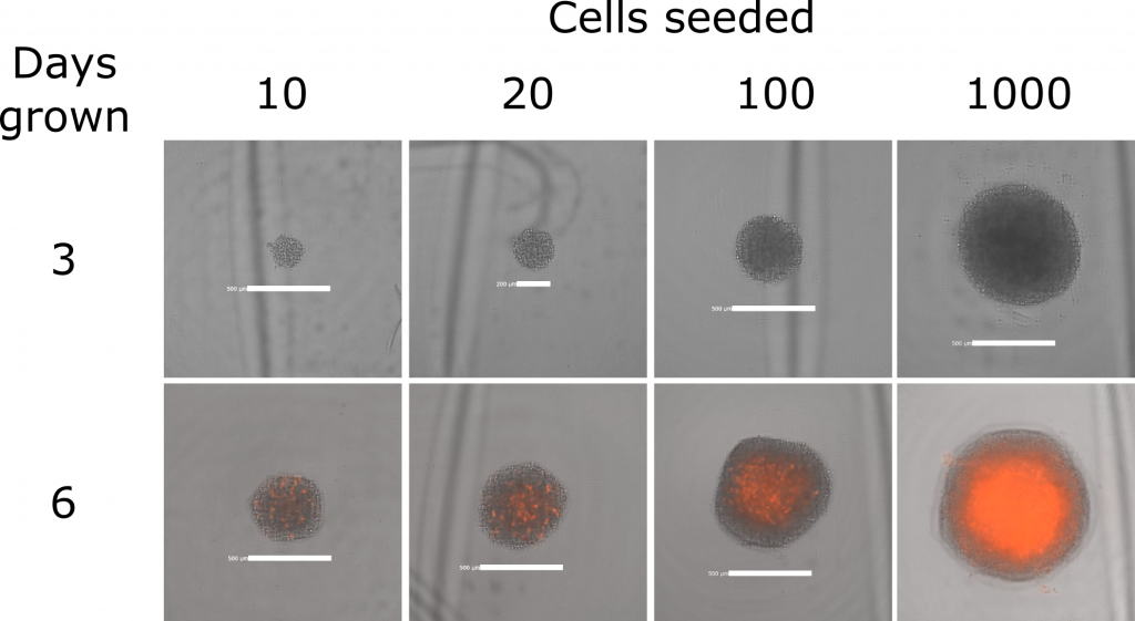 Brightfield images with red fluorescence overlaid (propidium iodide indicating cell death) of single DIPG spheres.