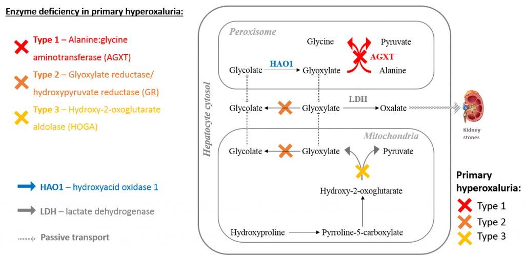 Project overview: Inhibition of HAO1 to treat primary hyperoxaluria type 1  – openlabnotebooks.org