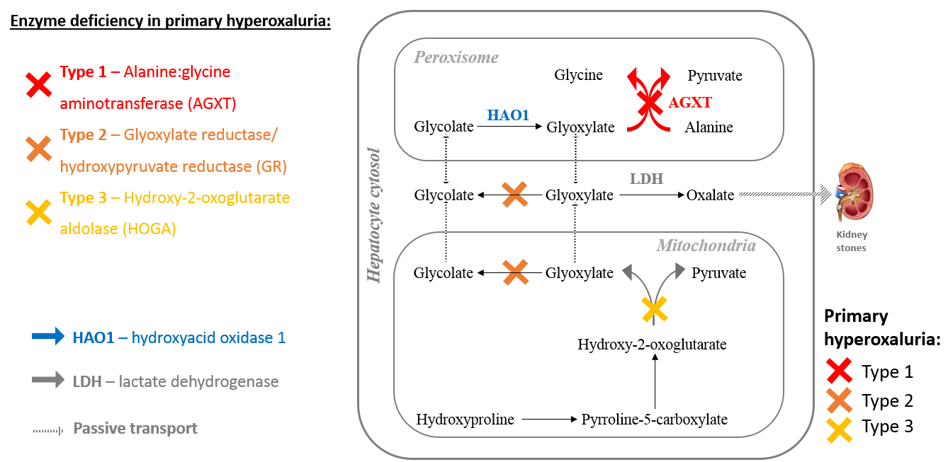 Project Overview Inhibition Of Hao1 To Treat Primary Hyperoxaluria