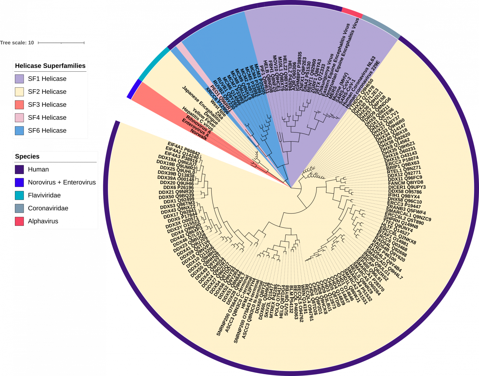 Multiple Sequence Alignment and Phylogenetic Tree of Human and Viral ...